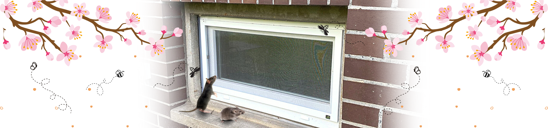 Nagerschutzgitter Kellerfenster mit bissfestem Edelstahlgewebe