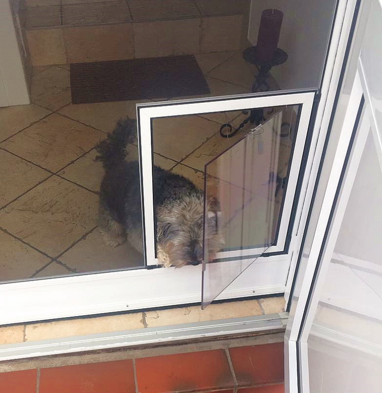 Rudi schubst vorsichtig die Hundetür an...