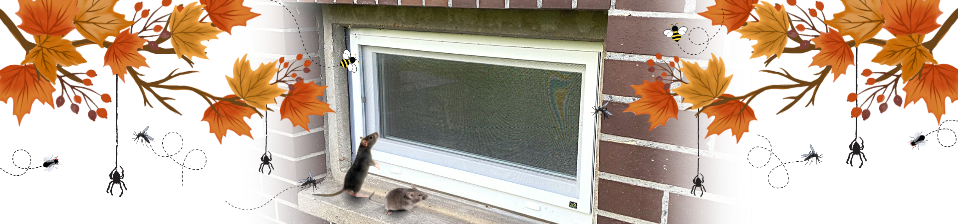 Nagerschutzgitter für Kellerfenster