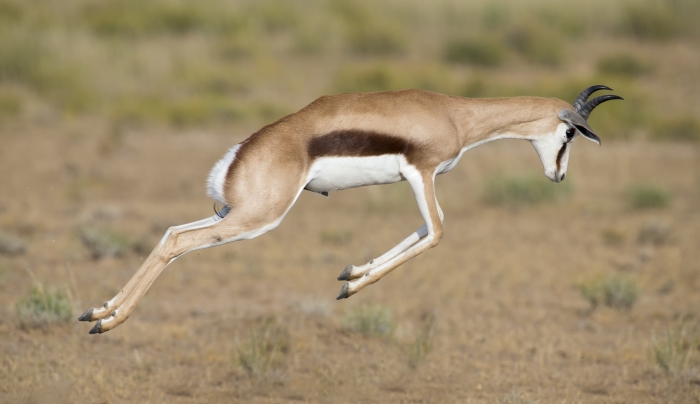 Gazelle